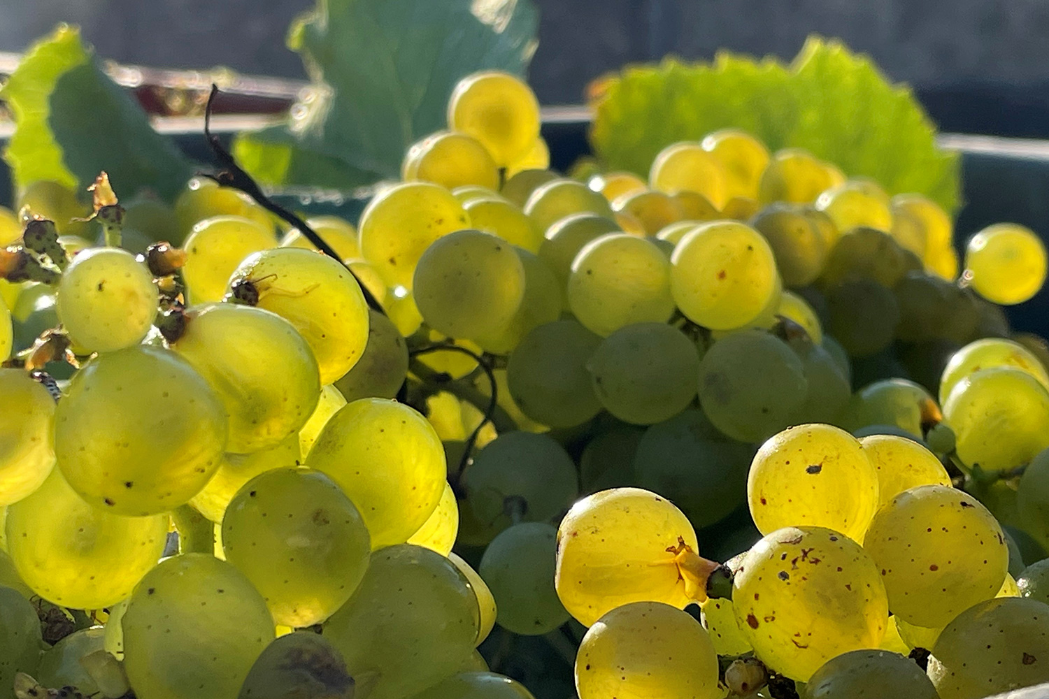 Une grappe de raisin venant des vignes de la Maison Martel, nécessaire à la création du Champagne de la maison. 